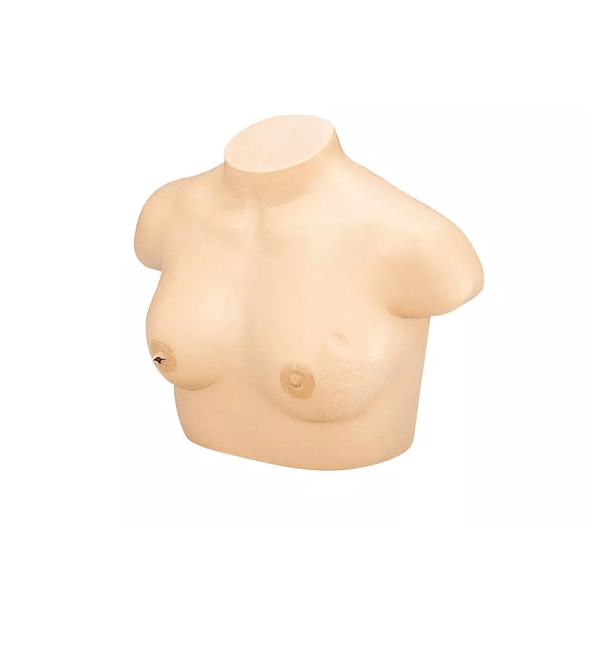 Brustkrebs - Tastmodell - Erler - Zimmer